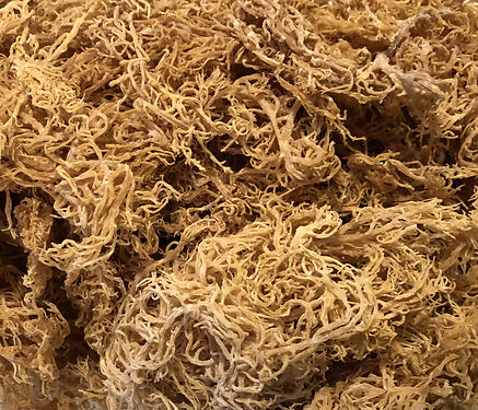 SEA MOSS GOLD 1KG - NUTRITIONAL POWERHOUSE & ENERGY SUPPORT